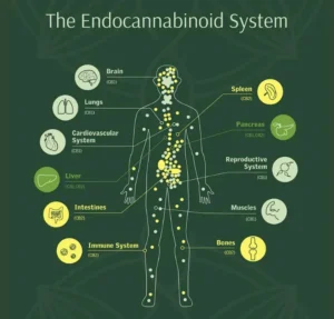 HashStoria Endocannabinoid System